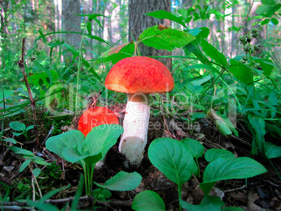 Mushroom in the forest