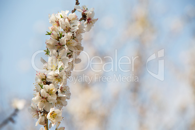 Almond flower trees at spring