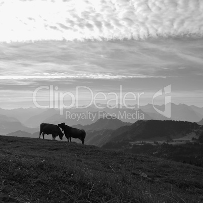 Two cows on top of mount Rigi and mountain ranges