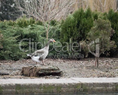 Grey Goose Standing in Backyard Naturally