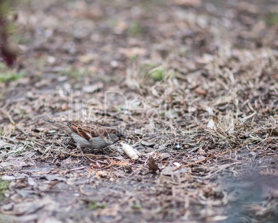 Sparrow in the bushes