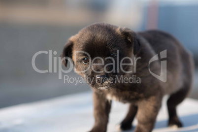 Very cute black puppies.