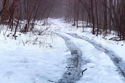 forest, snow, trail, winter, slippery, trees