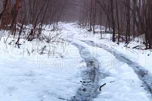 forest, snow, trail, winter, slippery, trees