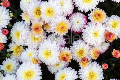 Many chrysanthemum flowers