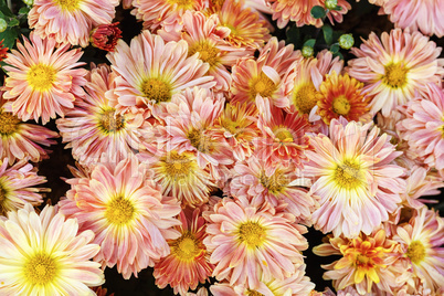 Gerbera flowers as background