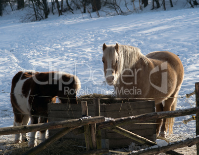 two horses