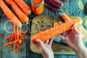 Large fresh carrots in a female hand