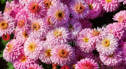 Many pink flowers