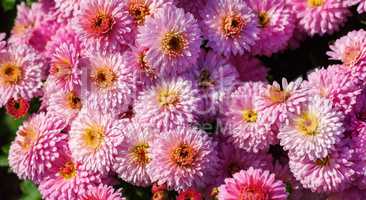Many pink flowers