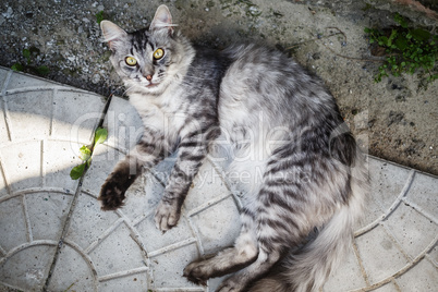 Grey tabby cat