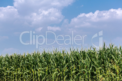 Corn field against the sky