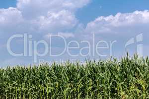 Corn field against the sky