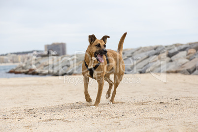 Brown dog near the water