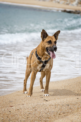 Brown dog near the water