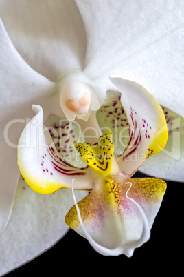 White orchid detail on the black background