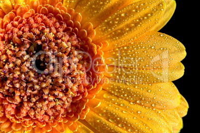 Beautiful yellow ,red gerbera on a black background