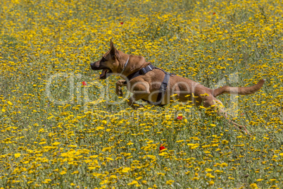 Brown dog spring in the flower field