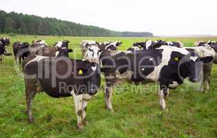 Dirty cows on field
