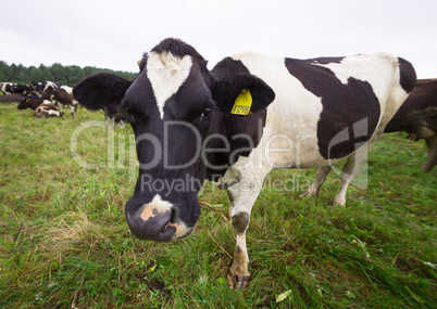 Cows on summer field