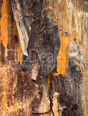 Wood texture background