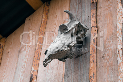 Cow skull on wooden wall