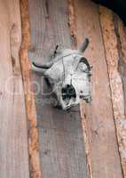 Cow skull on wooden wall