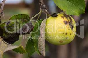 Green and yellow apple on tree