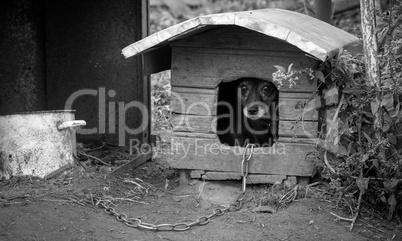 Dog in booth with chain