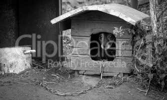 Dog in booth with chain