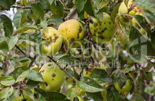Green and yellow apples on tree