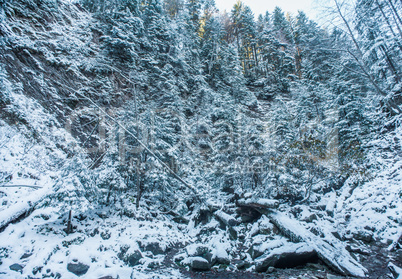 Winter forest with snow