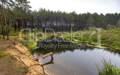 River in pine forest