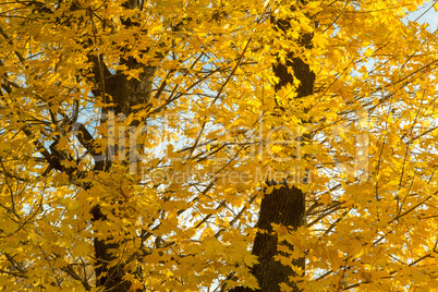 Autumn yellow trees and blue sky