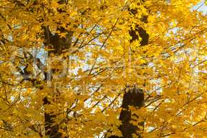 Autumn yellow trees and blue sky