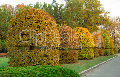 Yellow trimmed bushes trees in the park