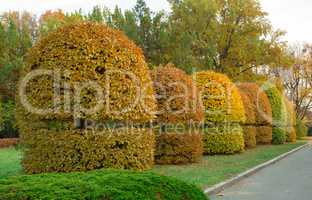 Yellow trimmed bushes trees in the park