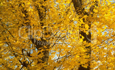 Autumn yellow trees and blue sky