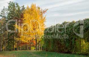 Autumn yellow park trees