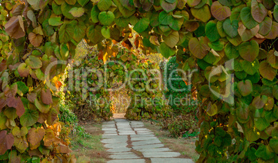 Path in arch of plants
