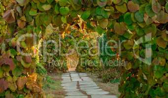 Path in arch of plants