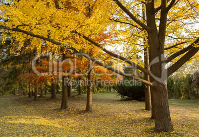 Autumn yellow park trees