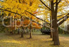 Autumn yellow park trees