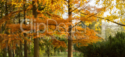 Autumn yellow trees