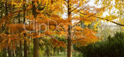 Autumn yellow trees
