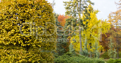 Autumn yellow park trees