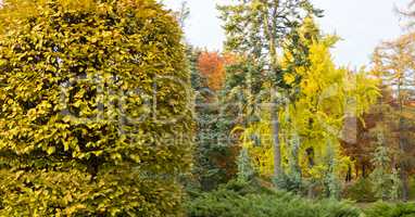 Autumn yellow park trees