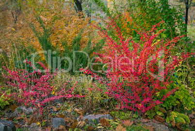 Red barberry bush