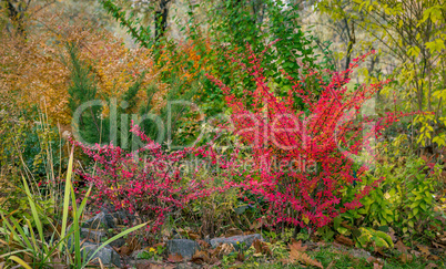 Red barberry bush
