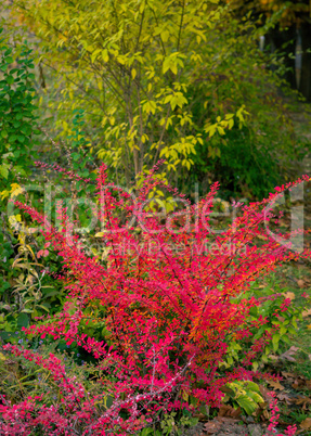 Red barberry bush